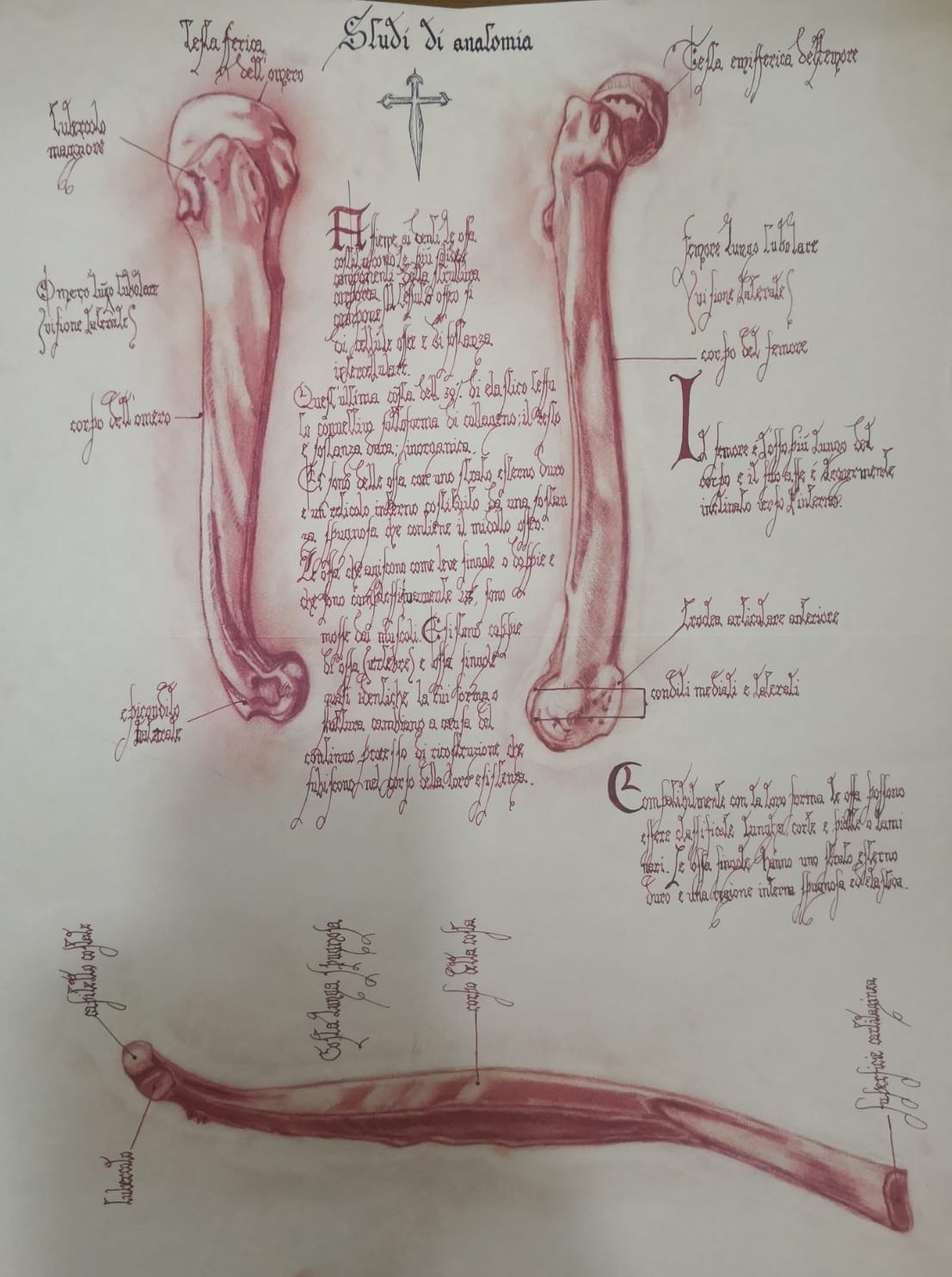 Studio di anatomia 