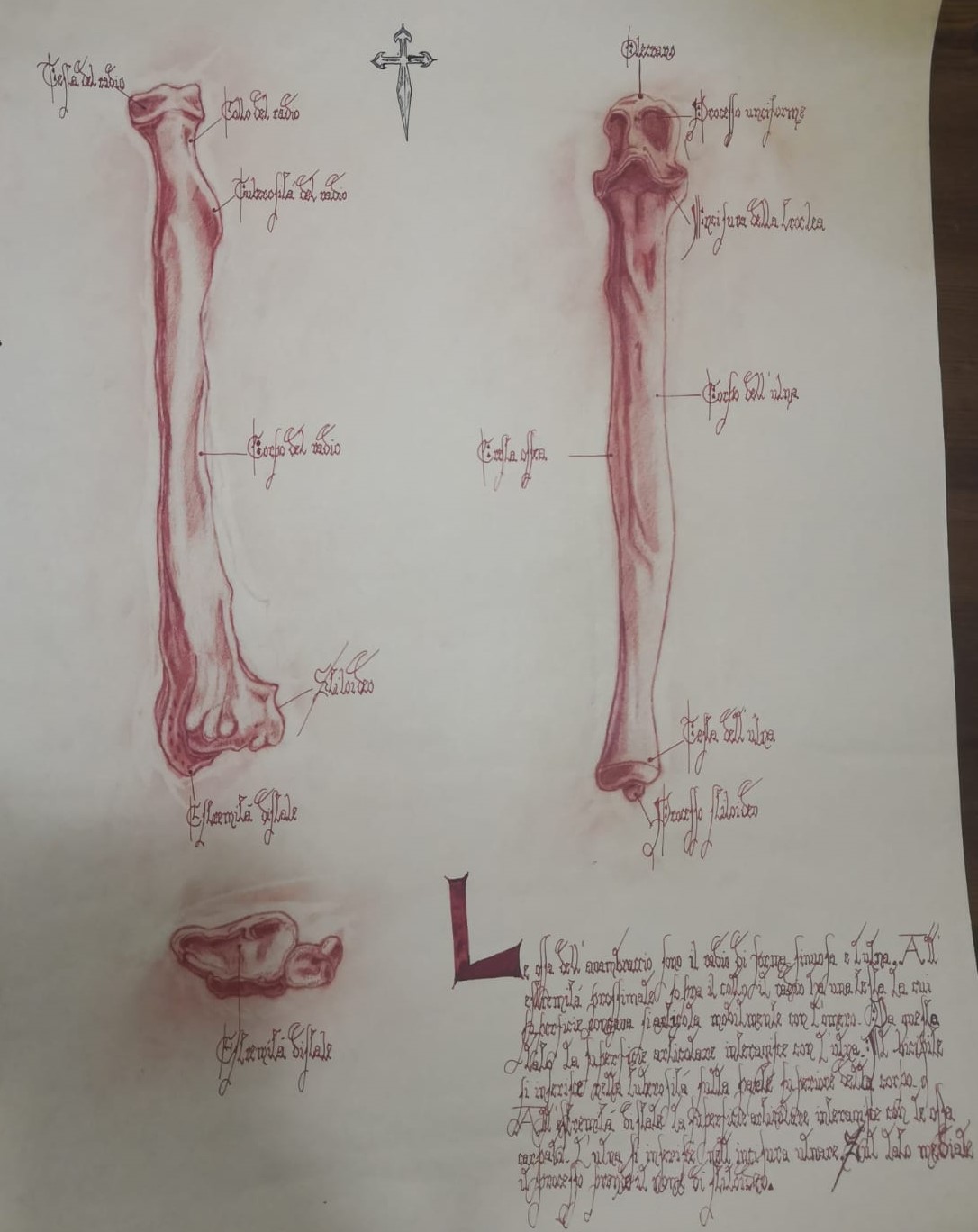 Studio di anatomia