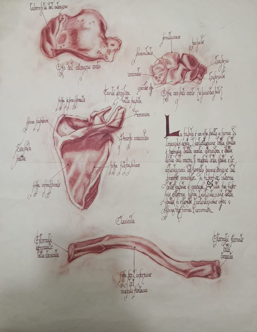 Studio di anatomia